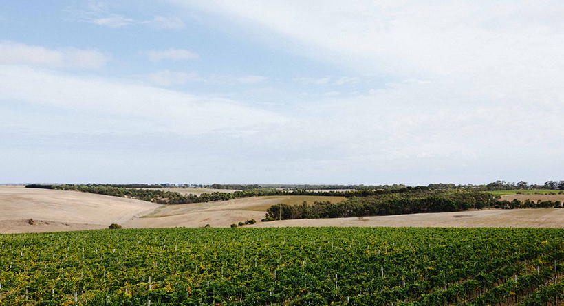 Austin's wines vineyard